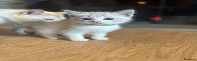 Ragdoll Kitten 1