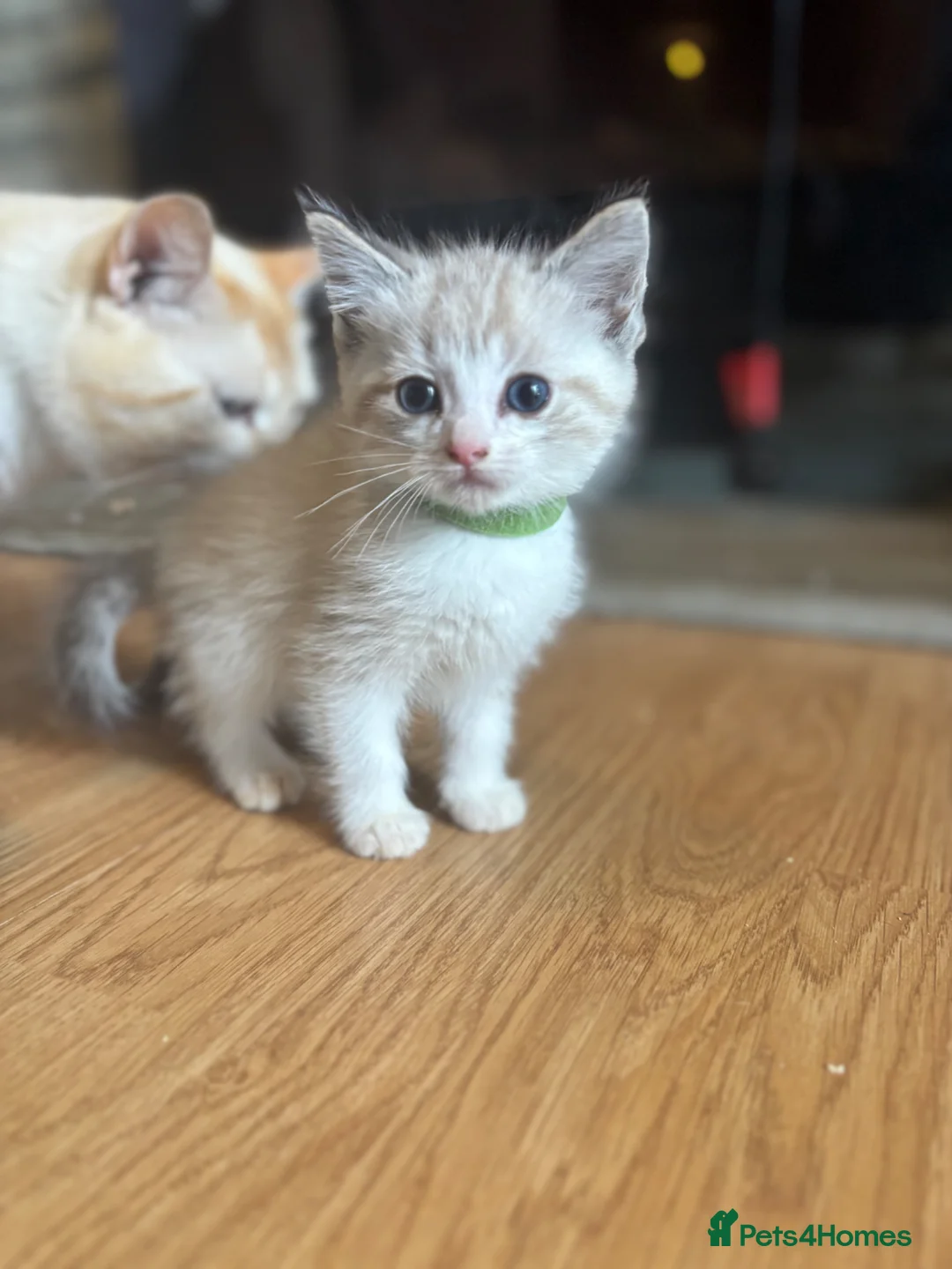 Ragdoll cats for sale: Ragdoll cross kittens  - Advert 1