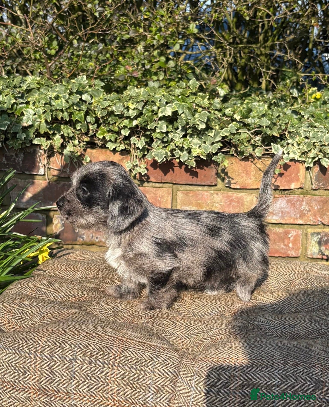 Mixed Breed dogs Outstanding Shithunds  - Advert 1