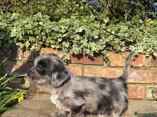 Mixed Breed dogs Outstanding Shithunds - Advert 1