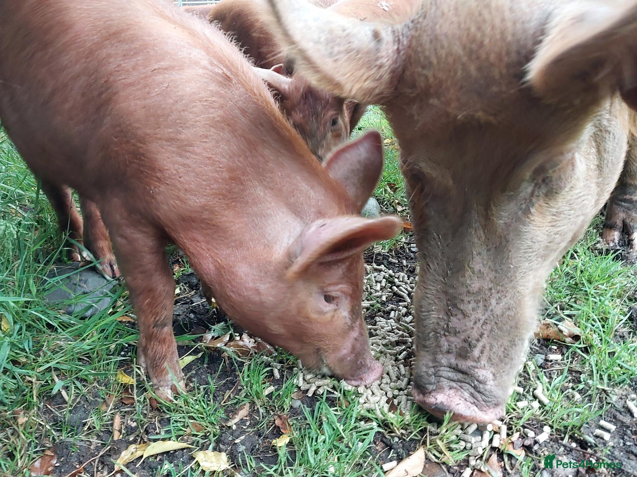 Pig livestock Organic weaned piglets - Advert 16