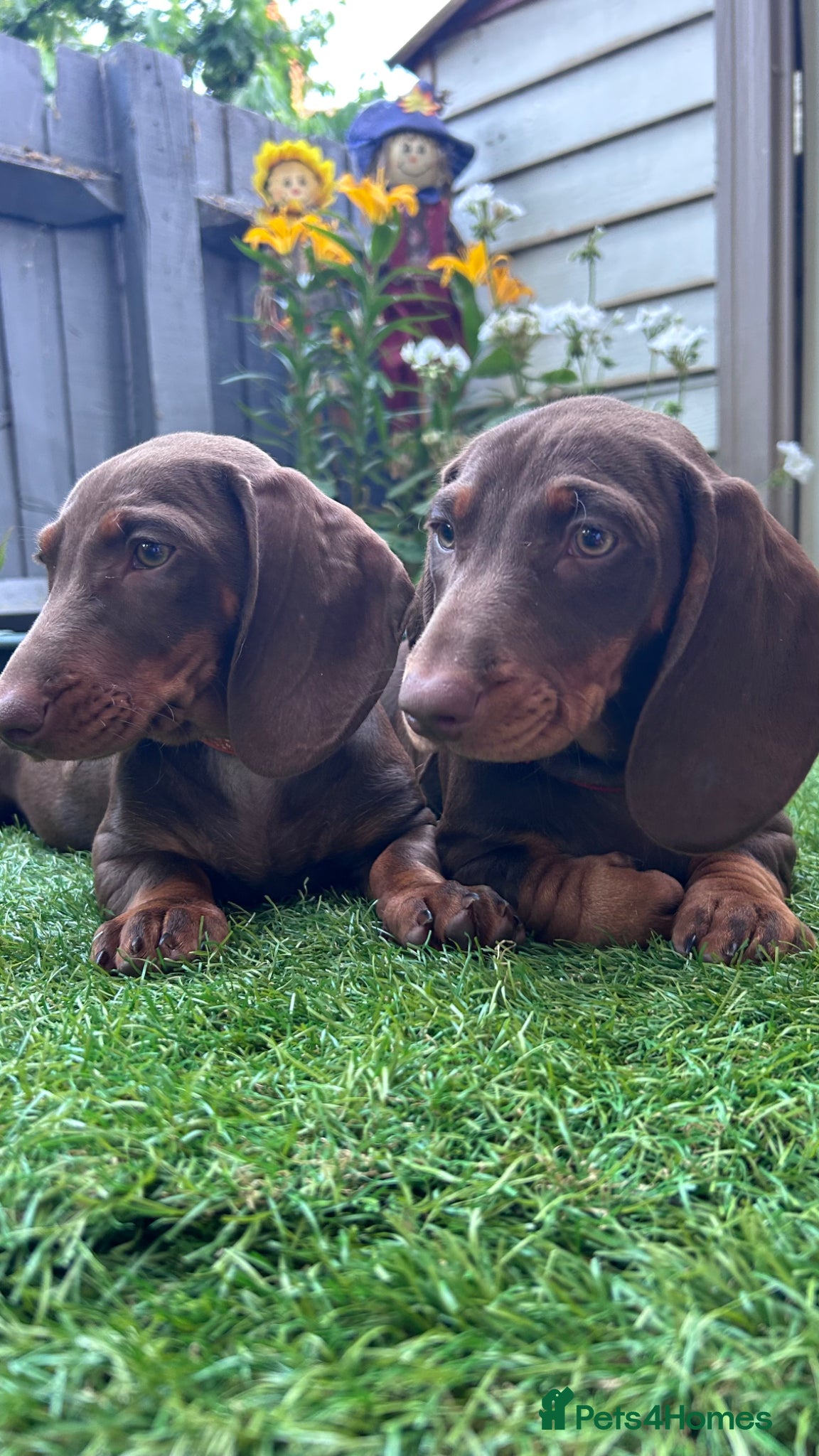 Dachshund dogs Only 2 Girls left Standard dachshund puppies  - Advert 1