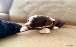 Spanish Water Dog dogs for sale: Spanish Water Dog Puppies  - Image 14