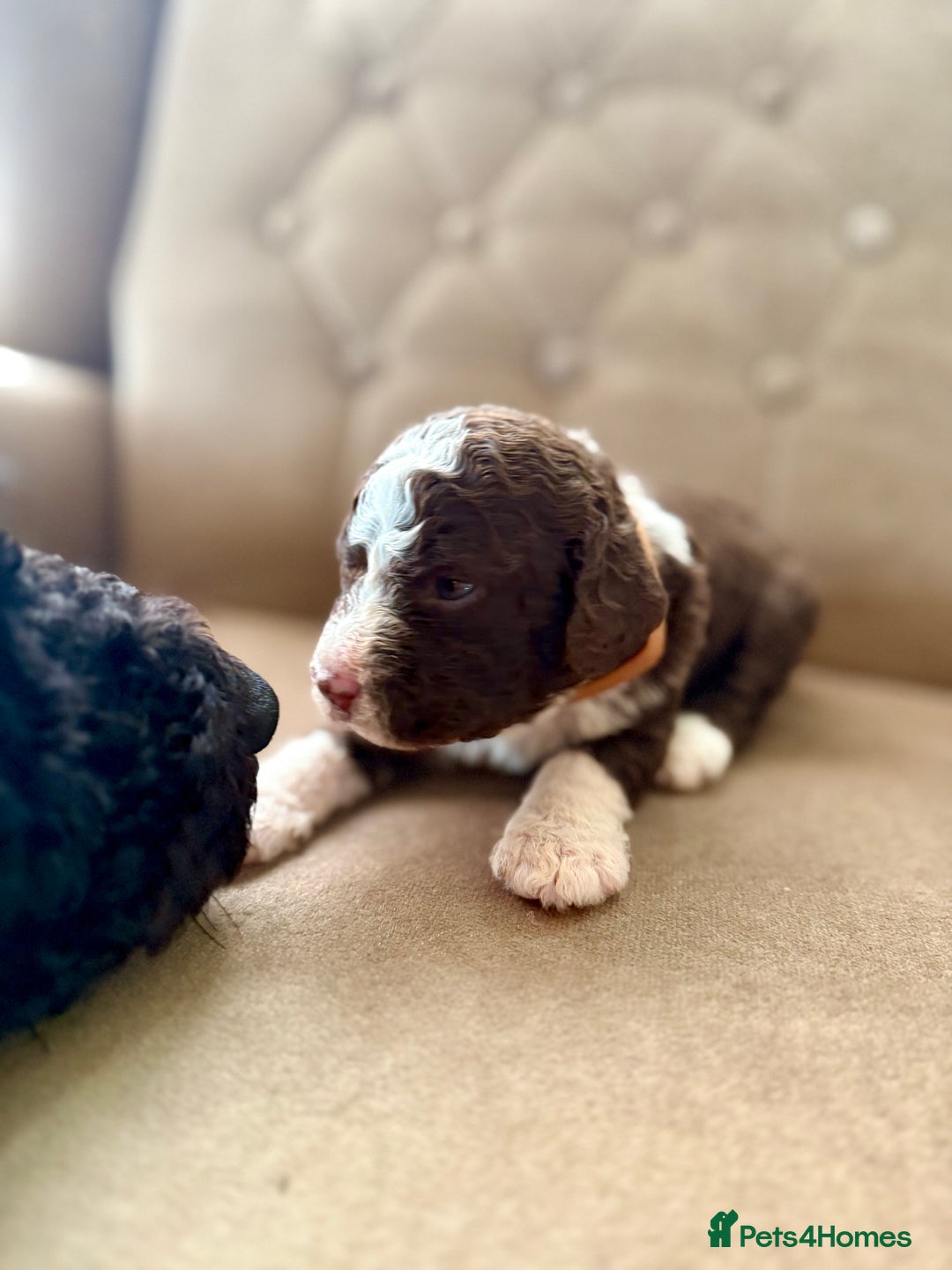 Spanish Water Dog dogs for sale: Spanish Water Dog Puppies  - Image 14