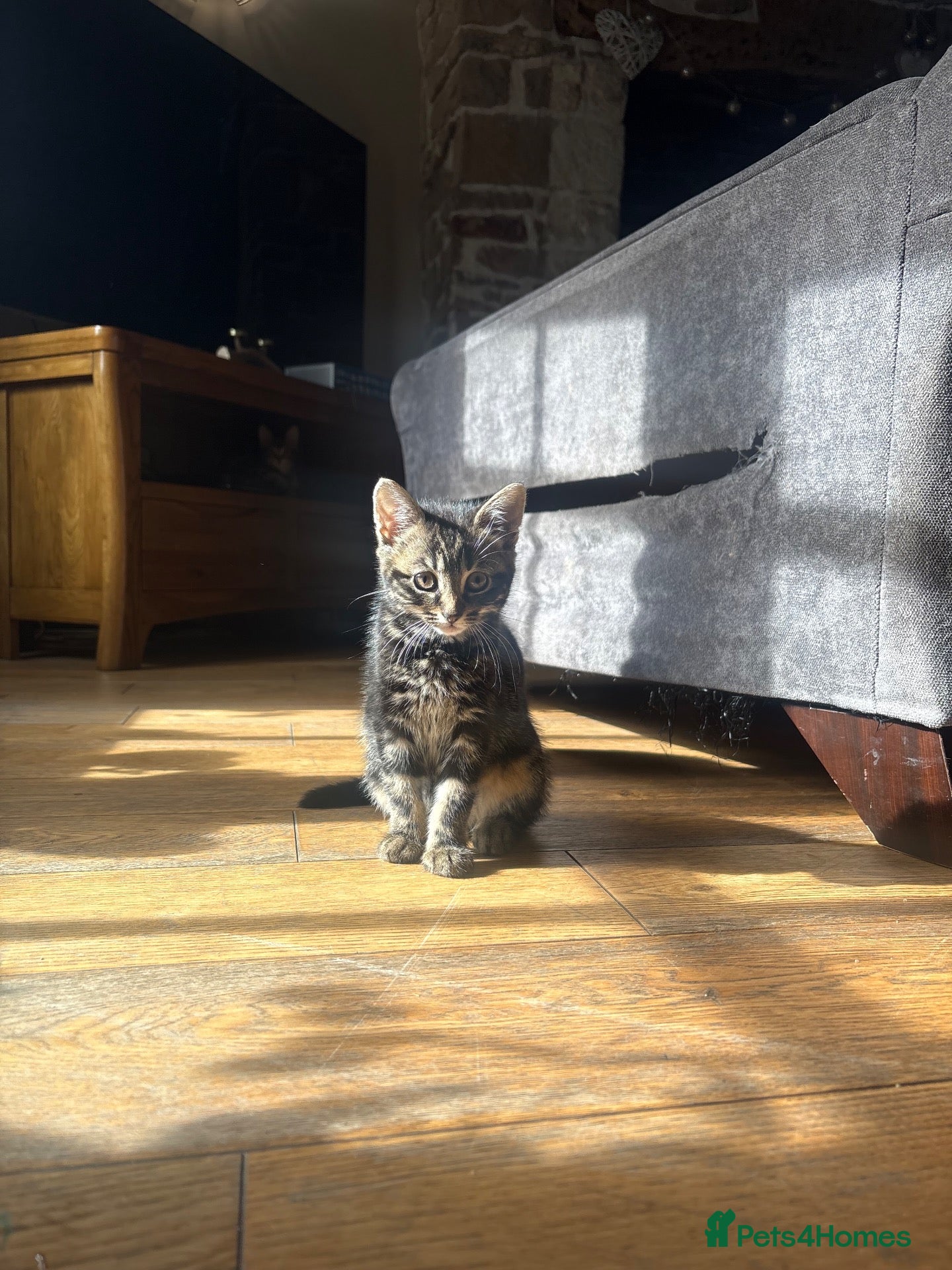 Mixed Breed cats 2 Beautiful Little Girls For Sale  - Advert 6