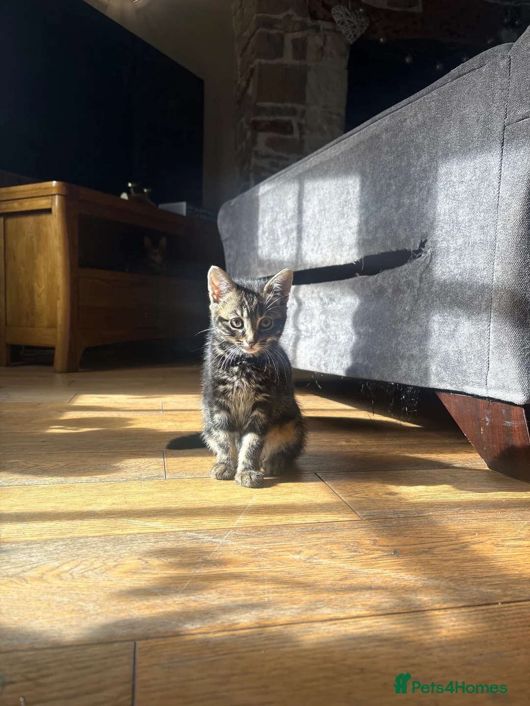 Mixed Breed cats for sale: 2 Beautiful Little Girls For Sale  in Crediton - Advert 1