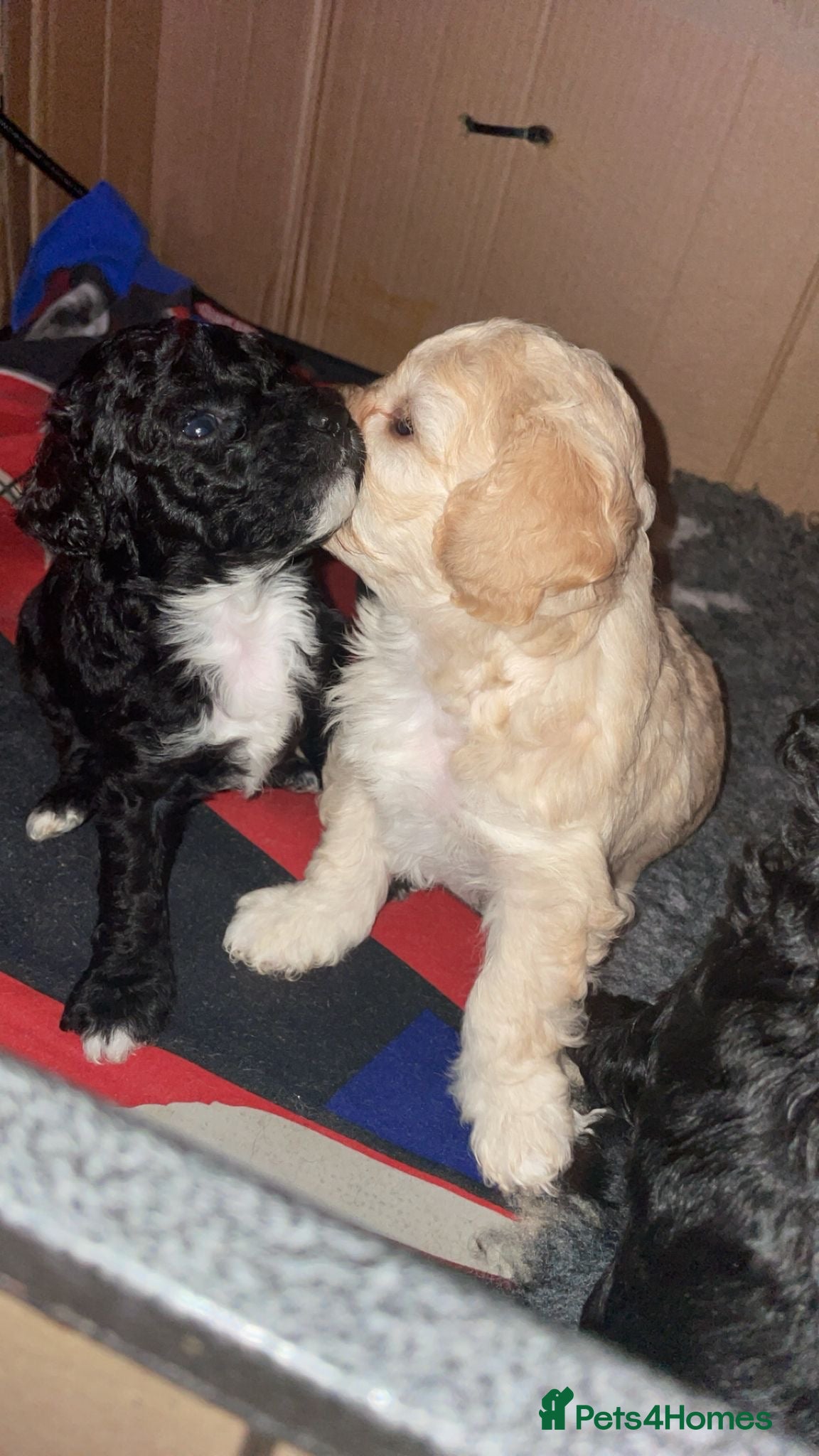 Mixed Breed dogs Cavapoochon puppies - Advert 1