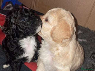 Mixed Breed dogs Cavapoochon puppies - Advert 3