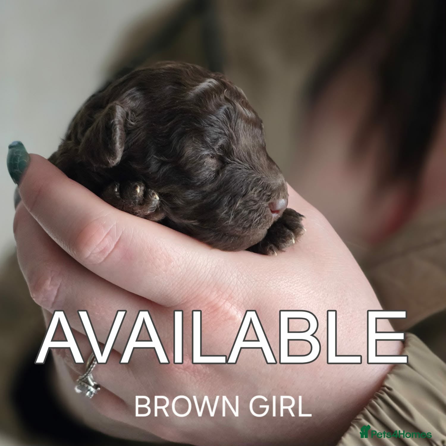 Toy Poodle dogs 4 Beautiful Toy Poodle pups - Advert 2