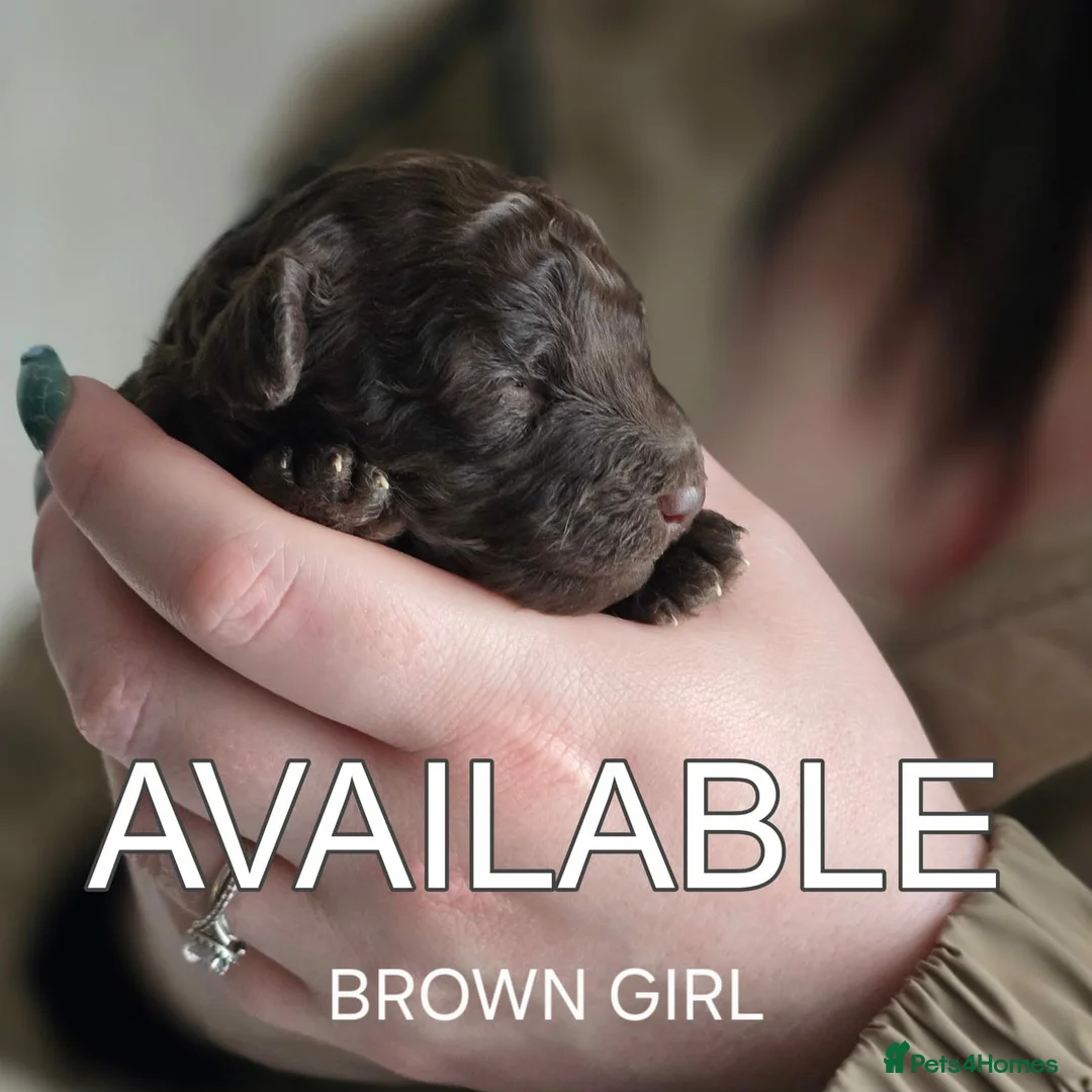 Toy Poodle dogs for sale: 4 Beautiful Toy Poodle pups - Advert 2