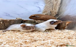 Guinea Pig rodents for sale: Multiple baby guinea pigs 💗 - Image 1