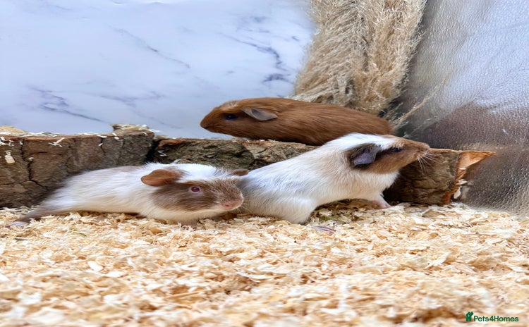 Guinea Pig rodents - Advert 9