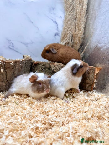 Guinea Pig rodents - Advert 11
