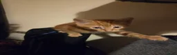 Mixed Breed cats for sale: Active, fun, healthy kittens  - Advert 3