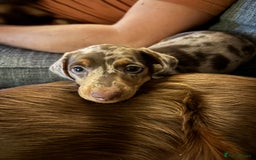 Dachshund dogs for sale: Gorgeous Dappled Dachshund Boy - Image 1