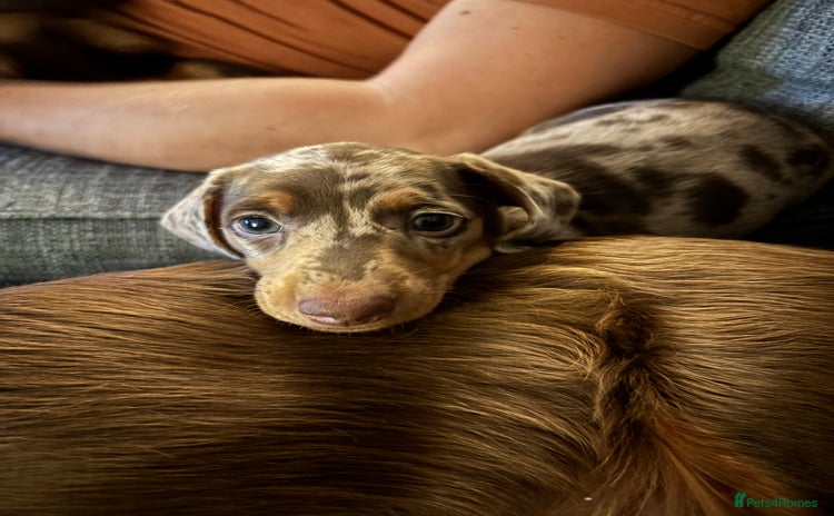 Dachshund dogs - Advert 7