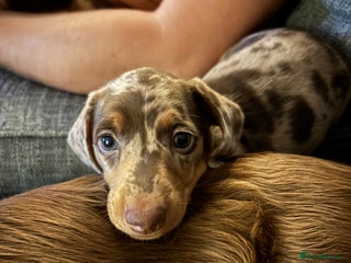 Dachshund dogs - Advert 3