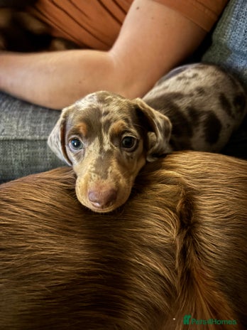 Dachshund dogs - Advert 1