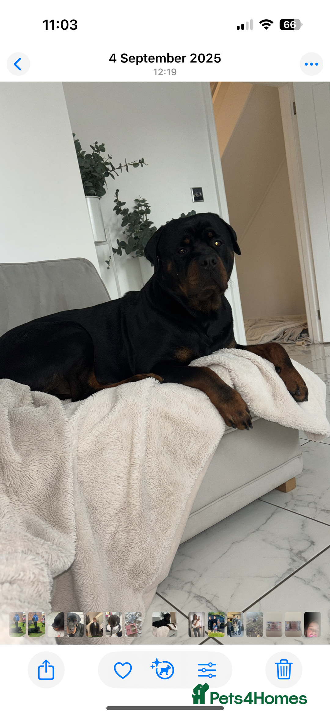 Rottweiler dogs for sale: Bear 2 year old Rottweiler  - Advert 7