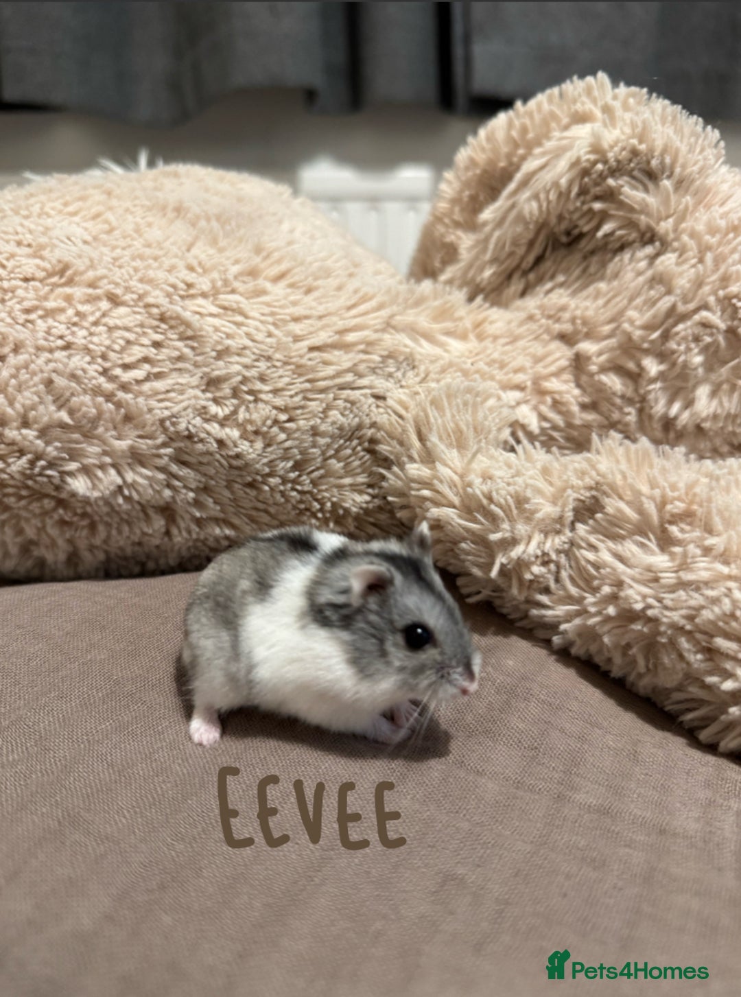 Hamster rodents for sale: 3x Winter White Dwarf Hamsters - Advert 8