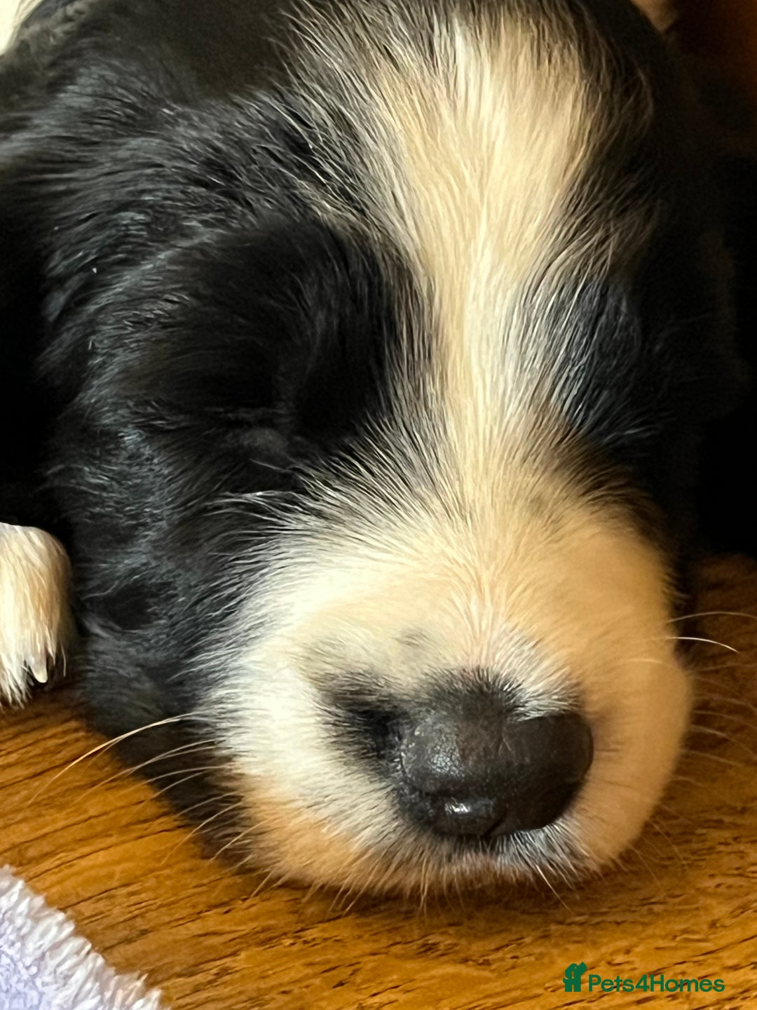 English Springer Spaniel dogs for sale: KC Springer Spaniel Puppies - Image 6