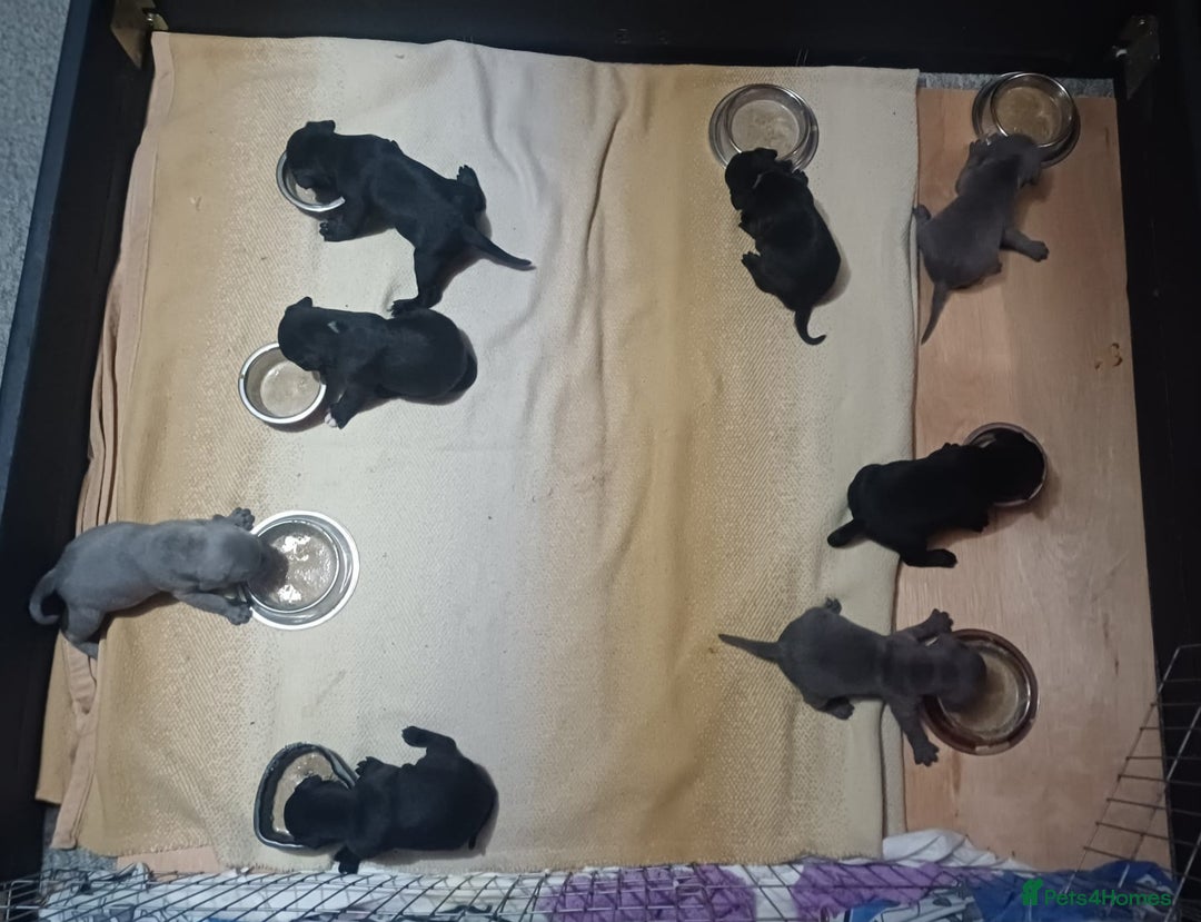 Staffordshire Bull Terrier dogs for sale: Exceptional Staffy Bull Terriers– Valglo Bloodline - Advert 10