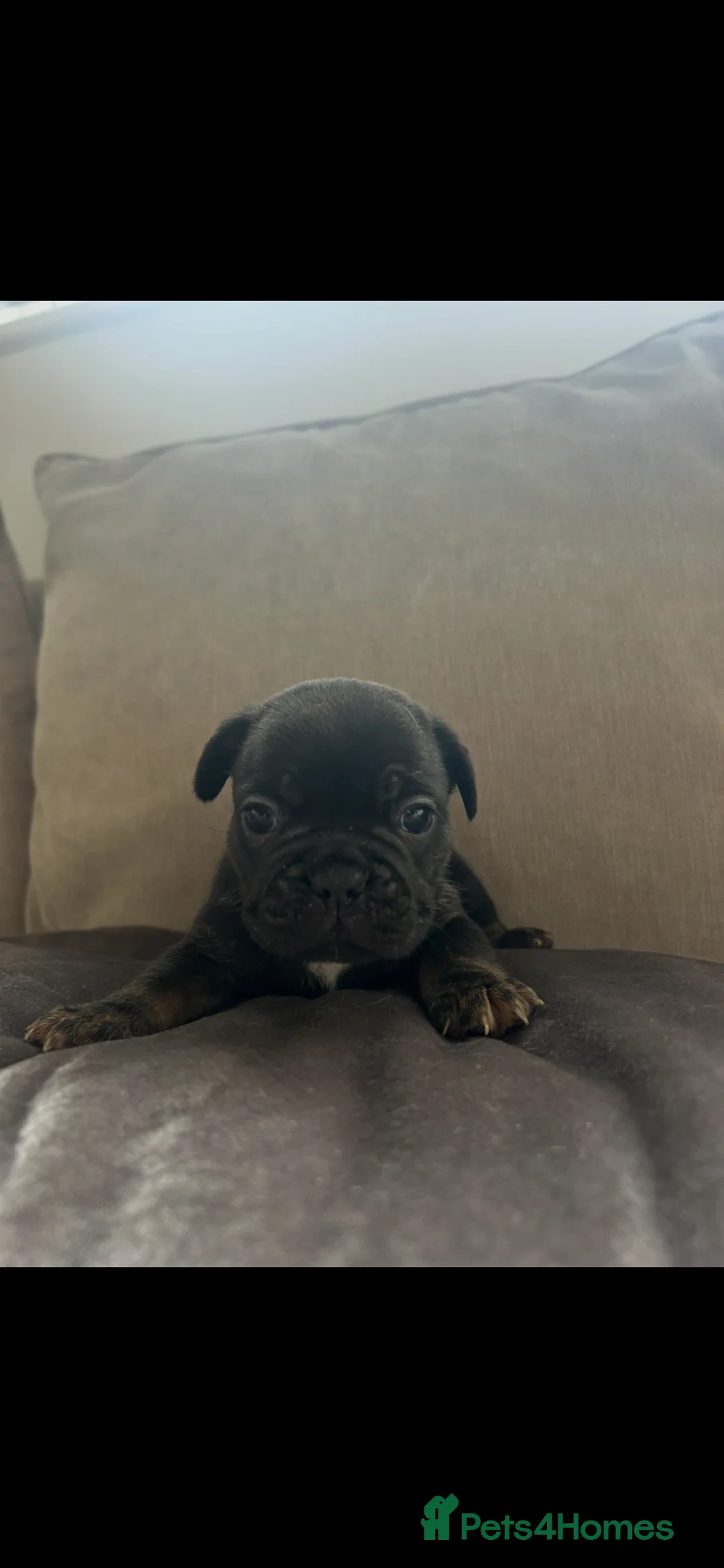 French Bulldog dogs for sale: 6 quality fluffy carrier French bulldogs - Advert 28