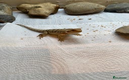Bearded Dragon reptiles for sale: Baby Bearded dragons - Image 5