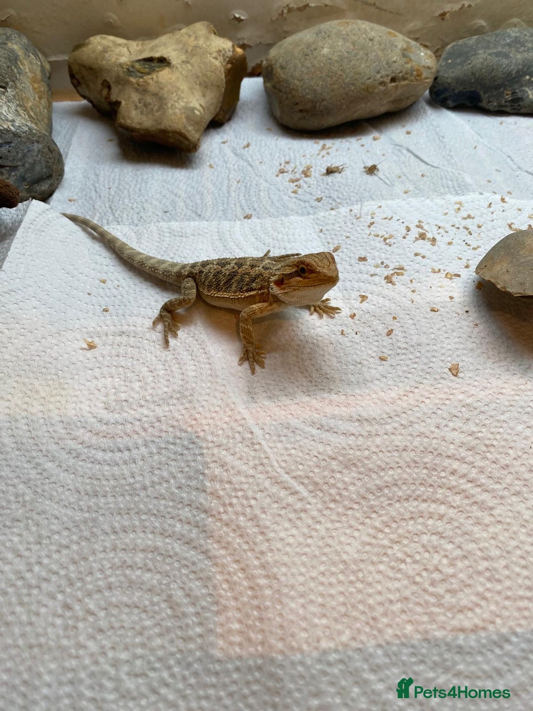 Bearded Dragon reptiles for sale: Baby Bearded dragons - Image 5
