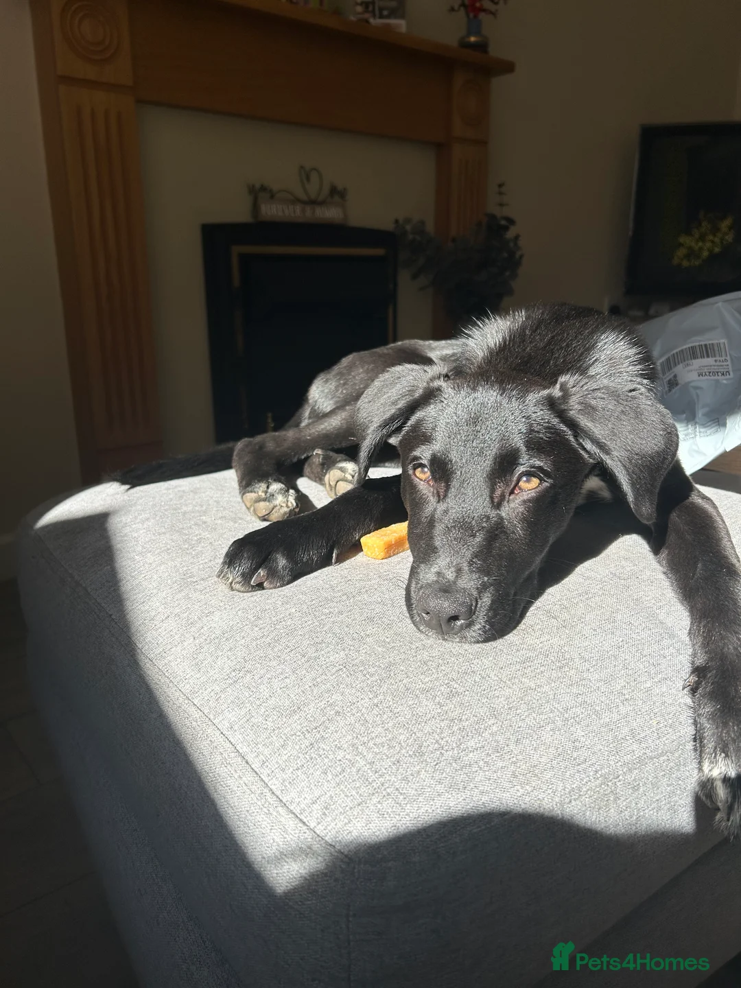 Mixed Breed dogs for sale: Maverick (Mav) - Advert 9