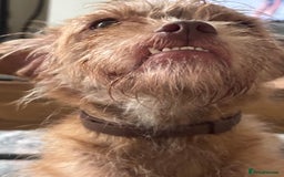 Mixed Breed dogs for sale: Lovely Bossipoo - Advert 8