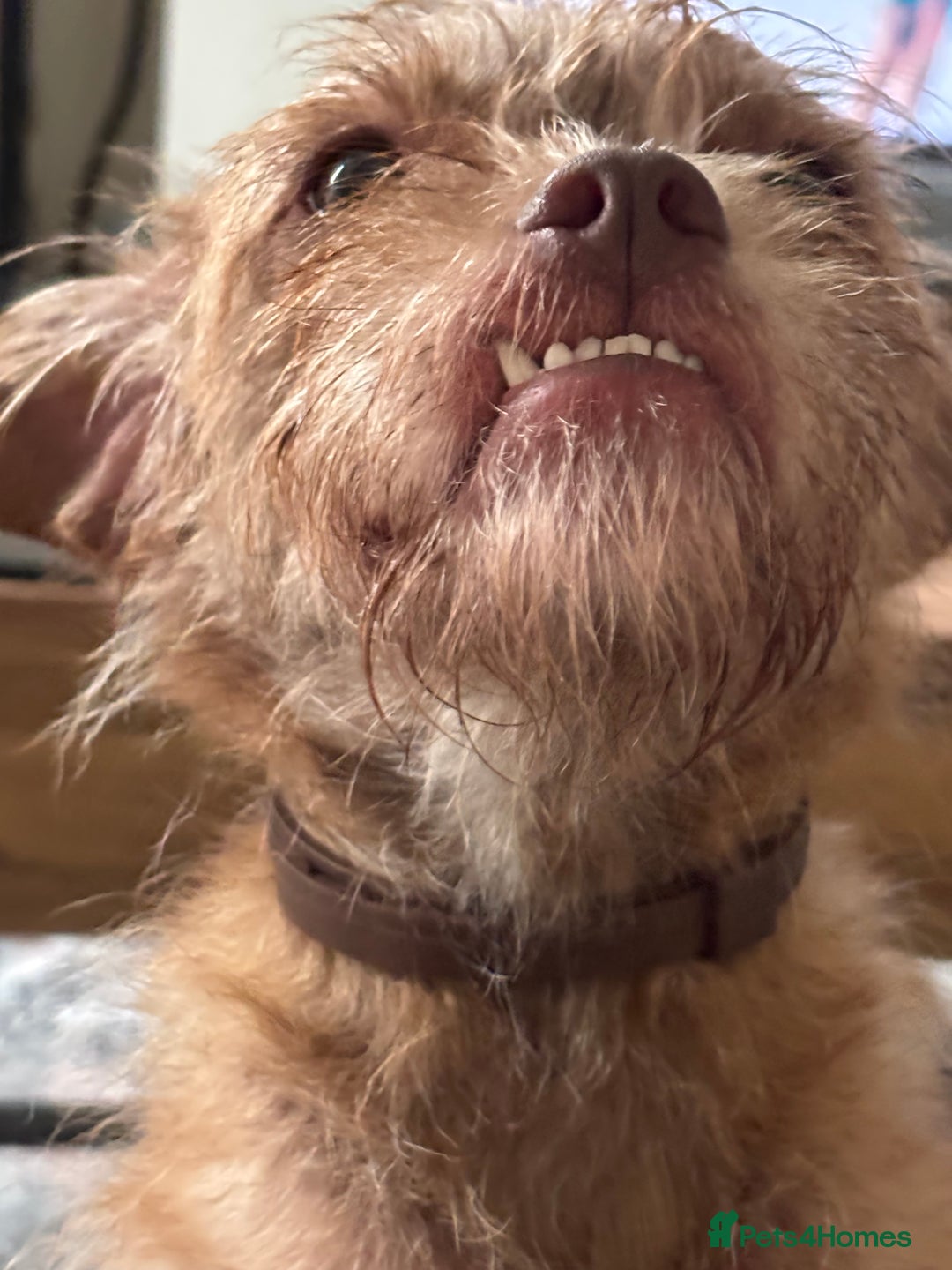 Mixed Breed dogs for sale: Lovely Bossipoo - Advert 8