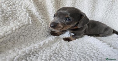 Miniature Dachshund dogs - Advert 5