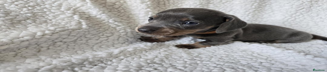 Miniature Dachshund Puppy 1
