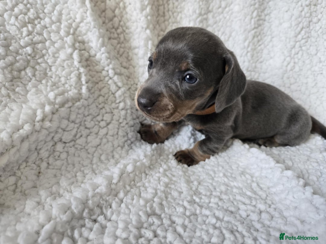 Miniature Dachshund dogs for sale: Miniature dachshund puppies kc reg  - Image 2