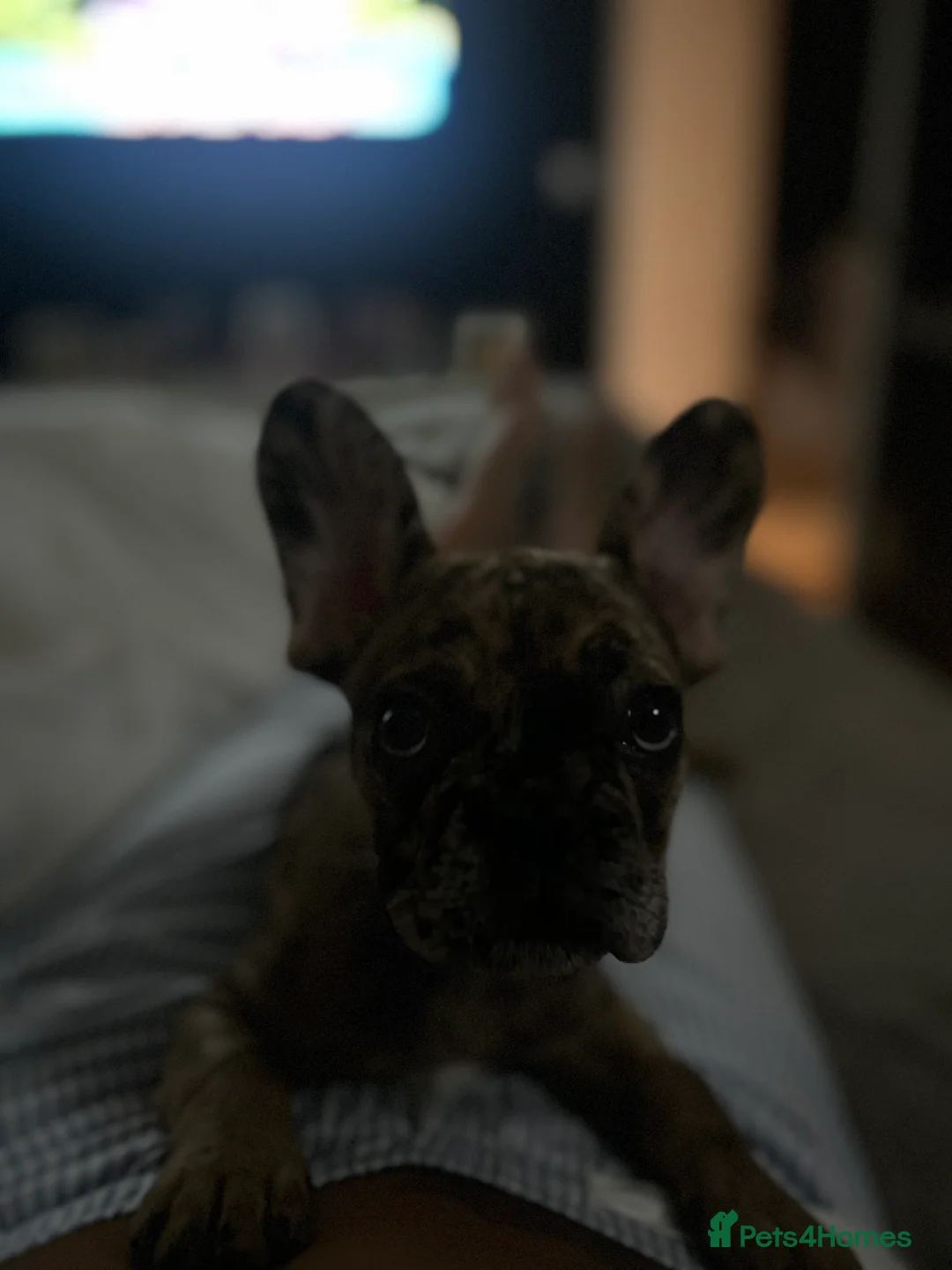French Bulldog dogs for sale: 3 month old French bull dog  in Liverpool - Advert 2