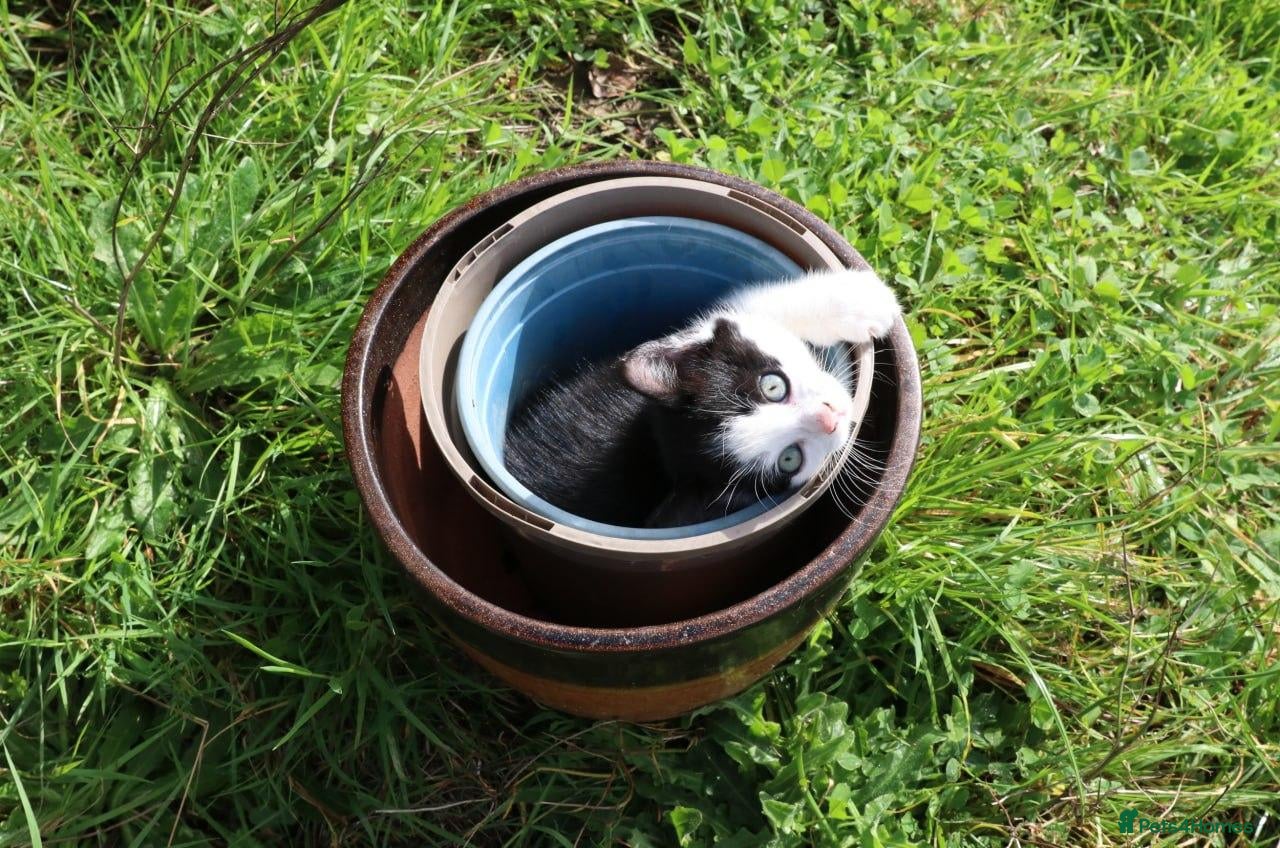 Mixed Breed cats Short haird farm kittens - Advert 1