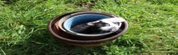 Mixed Breed cats for sale: Short haird farm kittens - Advert 1