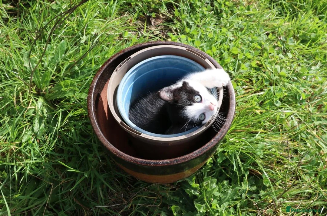 Mixed Breed cats for sale: Short haird farm kittens - Advert 1