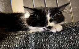 Mixed Breed cats for sale: 3 beautiful kittens available Friday  - Image 7