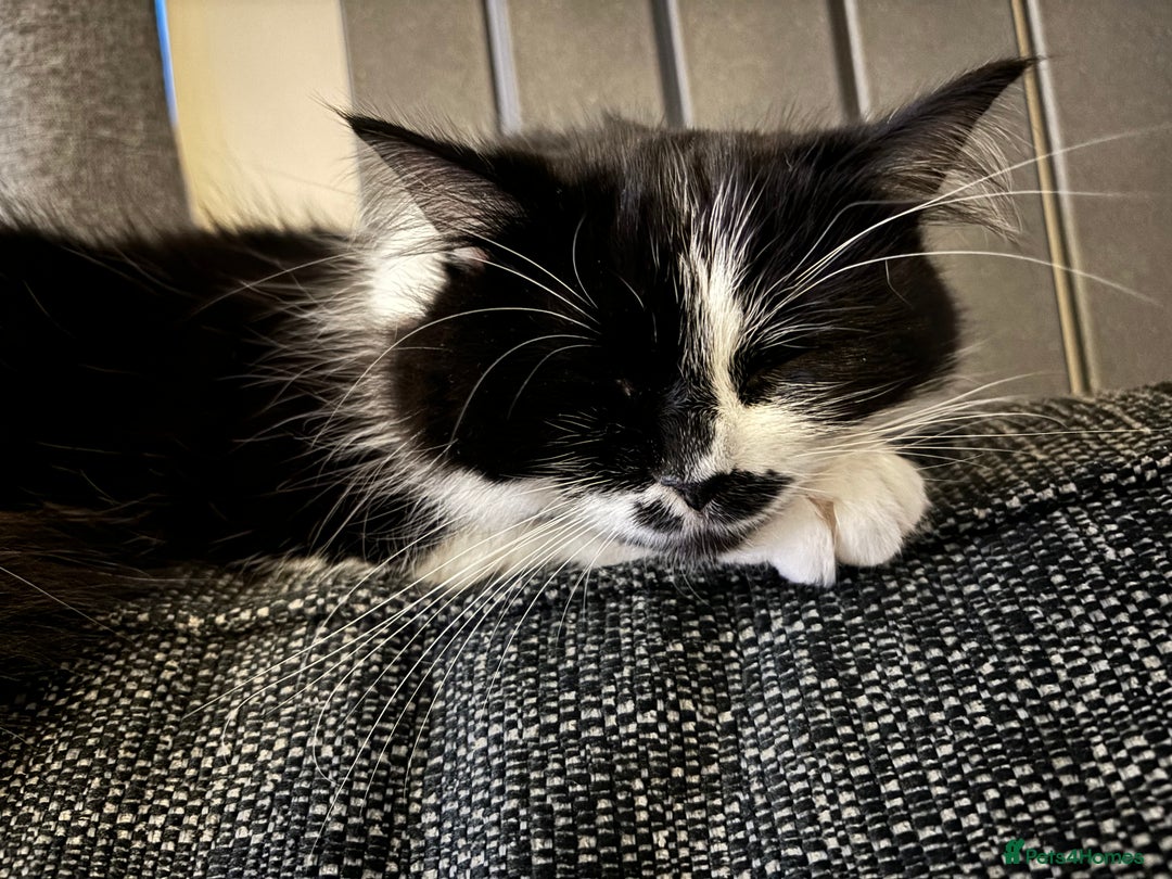 Mixed Breed cats for sale: 3 beautiful kittens available Friday  - Image 7