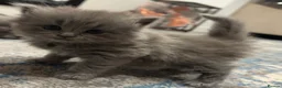 British Shorthair cats for sale: Looking for my forever Home - Advert 9
