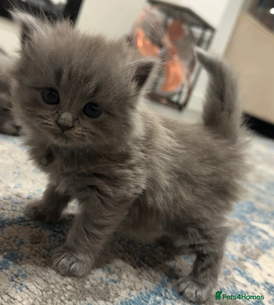 British Shorthair cats for sale: Looking for my forever Home - Advert 9