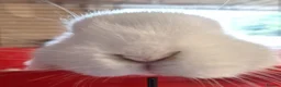 Dwarf Lop rabbits for sale: 2 adorable boy fluffs looking for their new homes - Advert 3