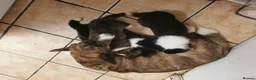 Welsh Corgi Cardigan dogs for sale: Three stunning puppies of Welsh Corgi Cardigan - Advert 3