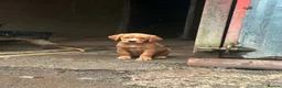 Springador dogs for sale: Happy friendly Springador puppies  - Advert 5
