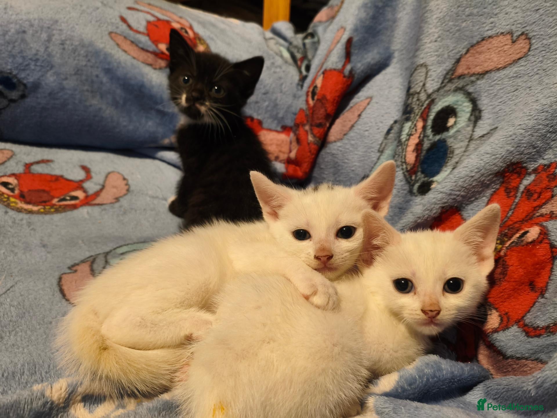 Mixed Breed cats Beautiful mixed breed kittens  - Advert 6