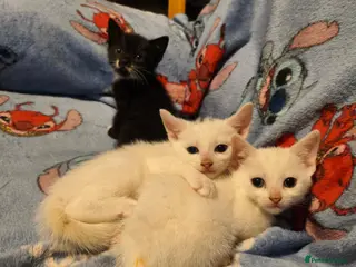 Mixed Breed cats Beautiful mixed breed kittens - Advert 6