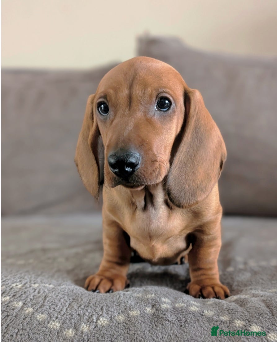 Dachshund dogs Ready Now Champions Line Standard Dachshund - Advert 4