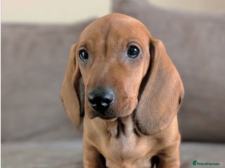 Dachshund dogs Ready Now Champions Line Standard Dachshund - Advert 4